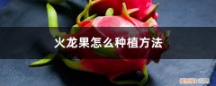 火龙果怎么种植方法视频教程 火龙果怎么种植方法