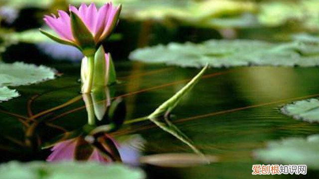 莲子怎么种才能发芽 莲子怎么种
