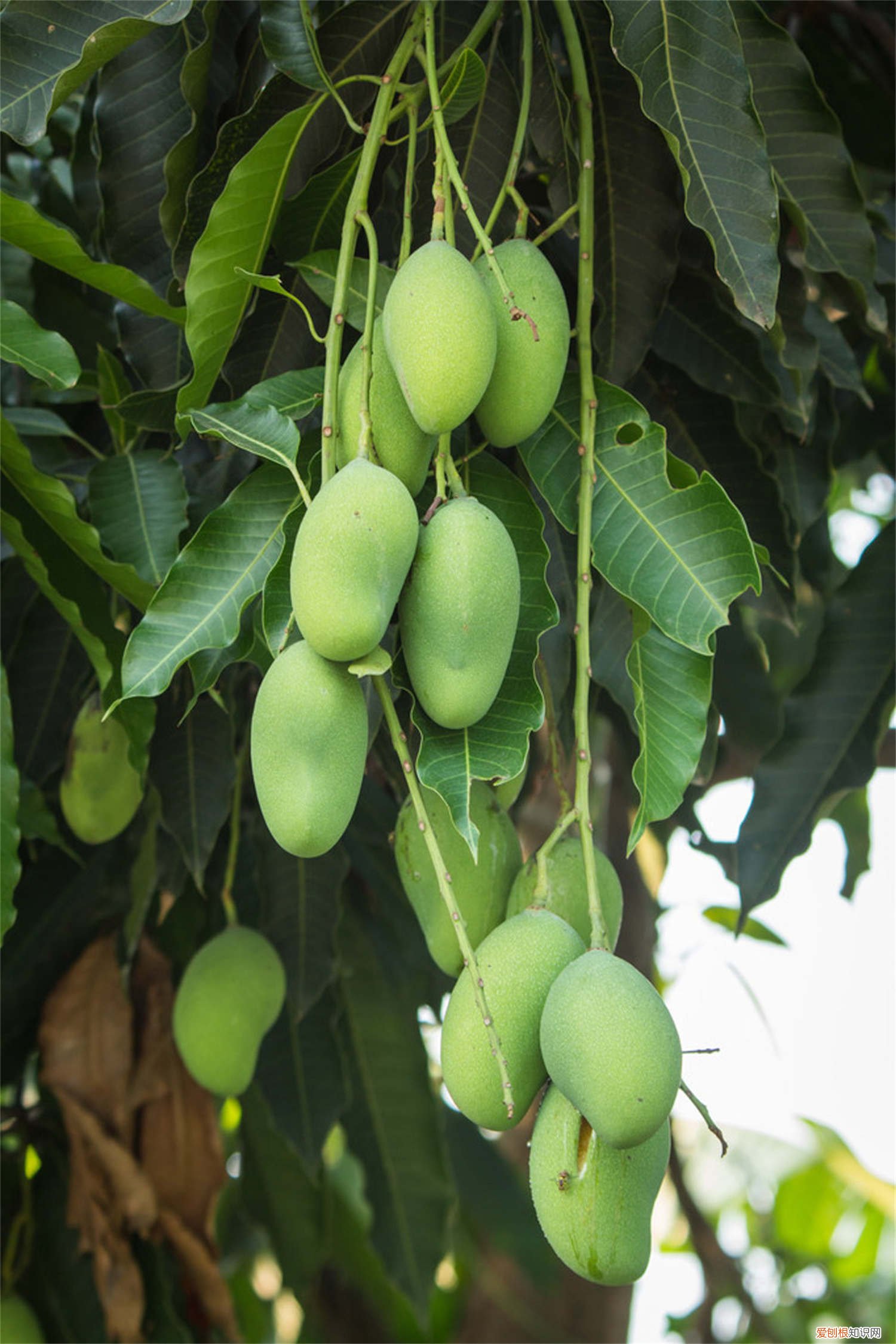 芒果核在家怎么种植方法 芒果核怎么种盆栽
