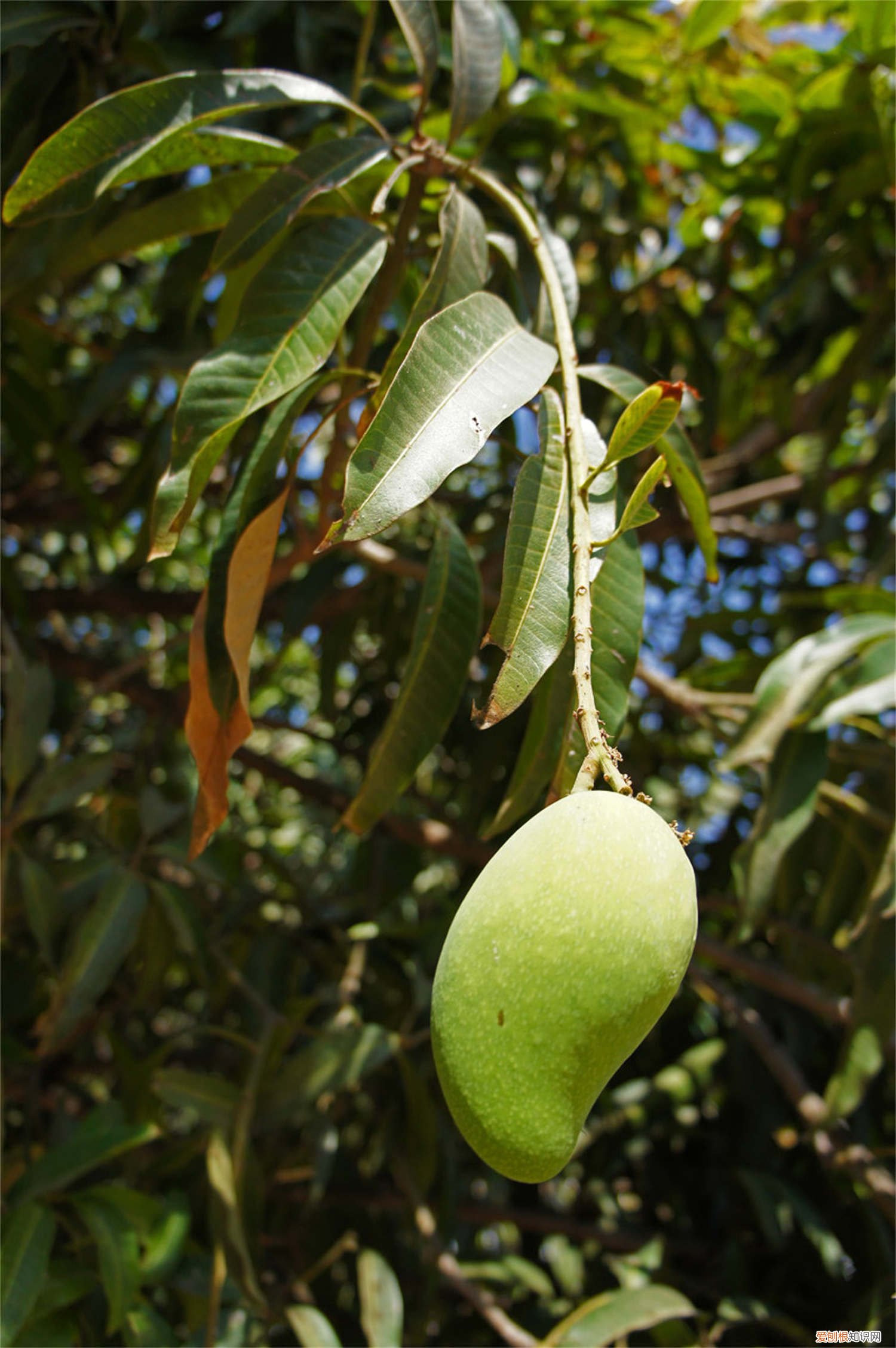 芒果核在家怎么种植方法 芒果核怎么种盆栽