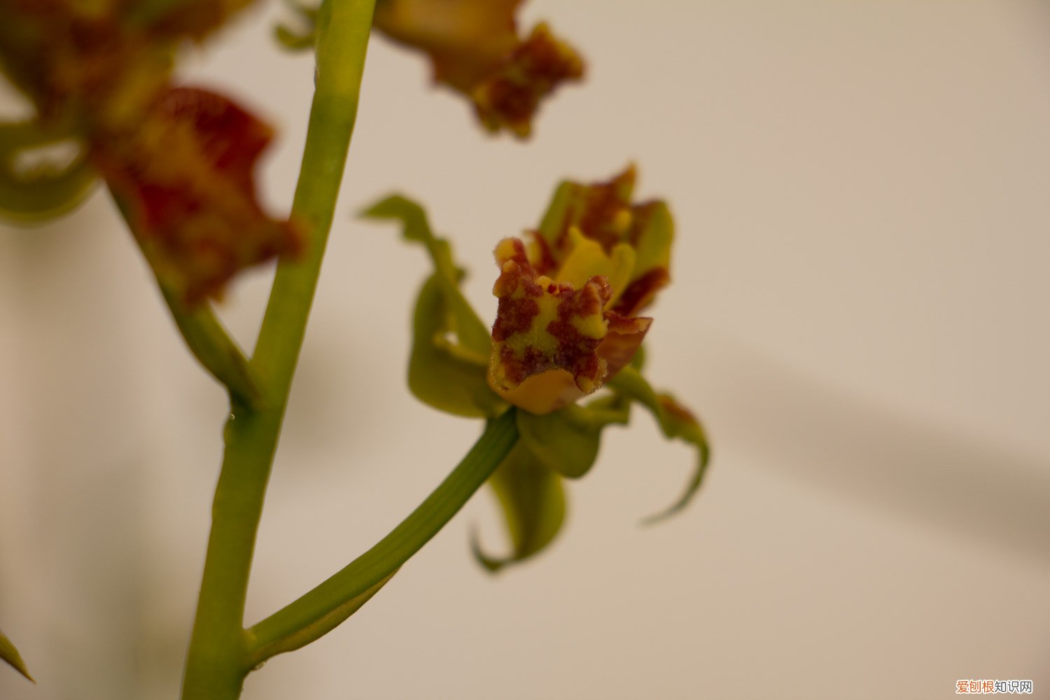 兰花开花什么样 这种兰花“开的旺”，开花的时候想不“爆盆”都难，特好看