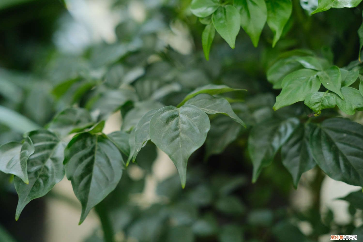 幸福树的叶子蔫了怎么办 幸福树养的“蔫蔫”的，别怕，这样浇水就能好！