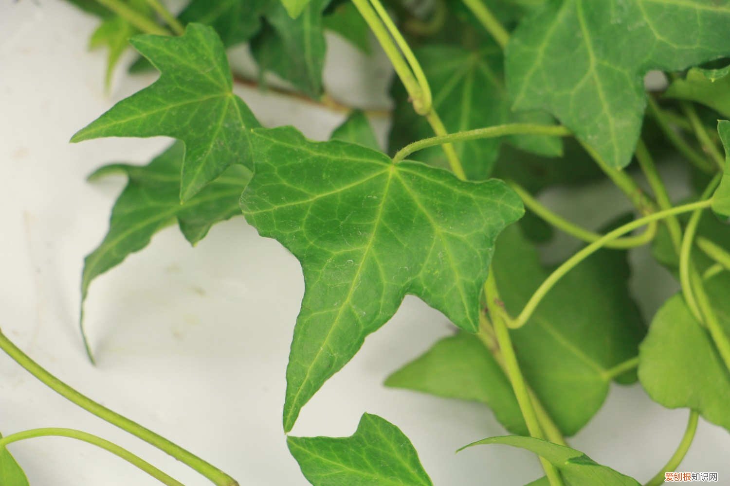 常春藤扦插繁殖方法视频 常春藤如何扦插