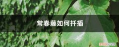 常春藤扦插繁殖方法视频 常春藤如何扦插