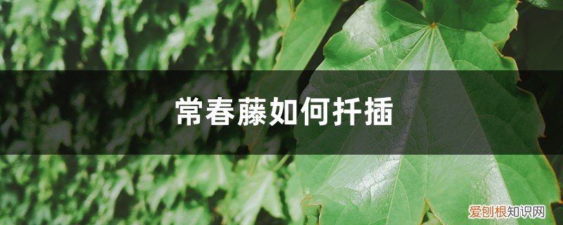 常春藤扦插繁殖方法视频 常春藤如何扦插