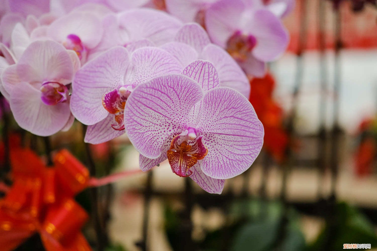 蝴蝶兰开完花怎么处理 开完花的蝴蝶兰怎么办