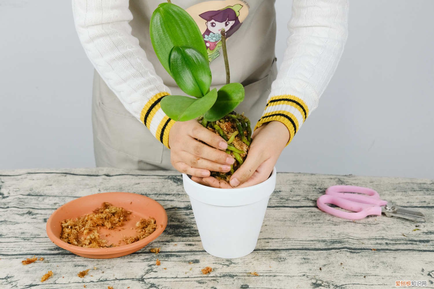 蝴蝶兰开完花怎么处理 开完花的蝴蝶兰怎么办
