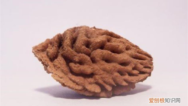 桃核怎么种才能发芽呢 桃核怎么种才能发芽