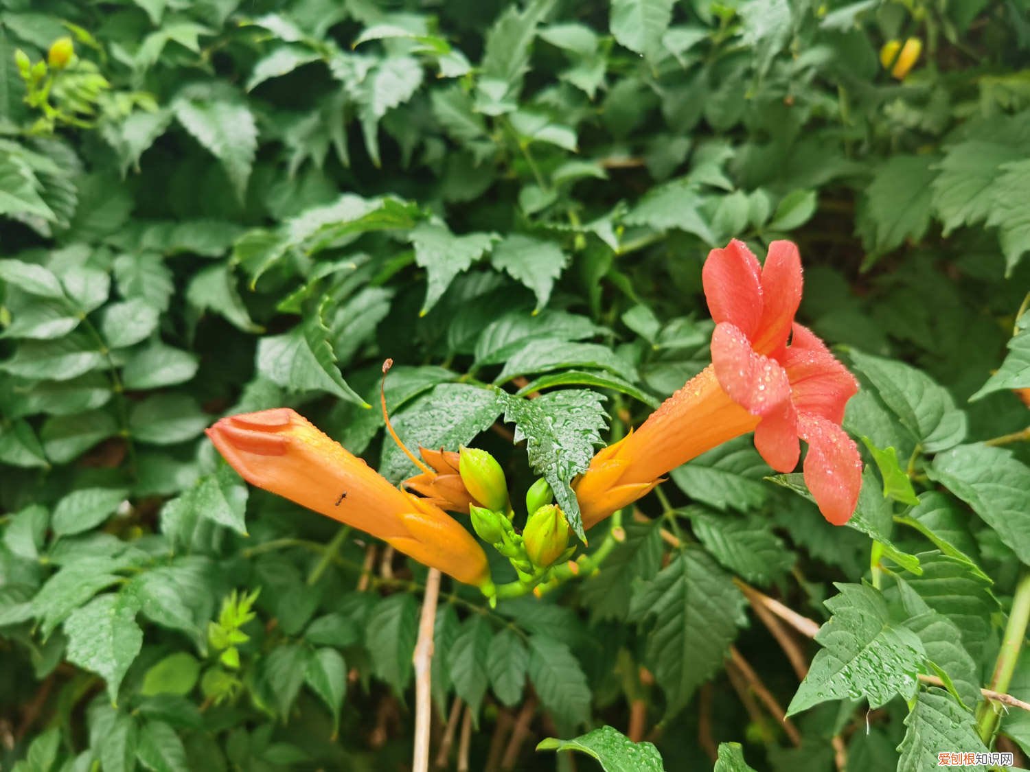 盆栽凌霄花冬天落叶吗 凌霄花盆栽的4个养护要点,冬天会冻死吗