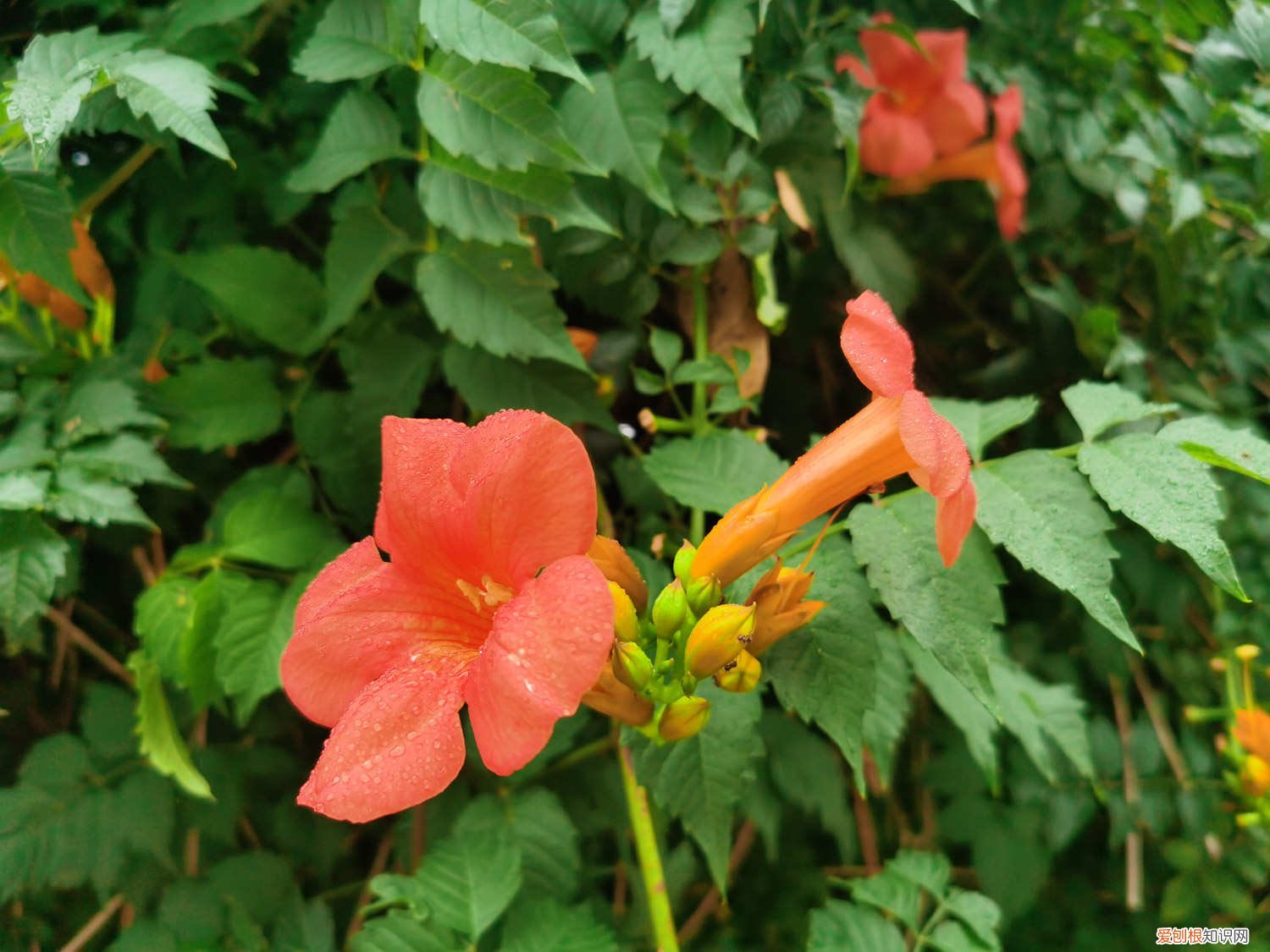 凌霄花移盆后容易活吗 盆栽凌霄花的繁殖方法，需要每年都翻盆吗
