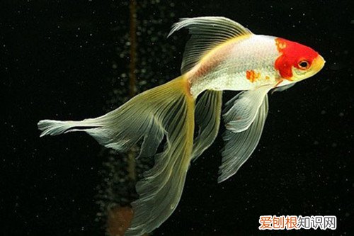 草金鱼怎么养漂亮家庭养鱼有什么讲究