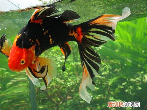 草金鱼怎么养漂亮家庭养鱼有什么讲究