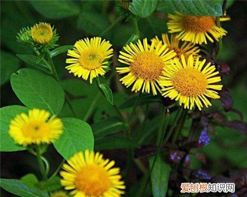 旋覆花的功效与作用有哪些旋覆花的副作用有哪些