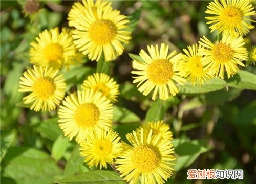 旋覆花的功效与作用有哪些旋覆花的副作用有哪些