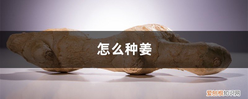 怎么种姜