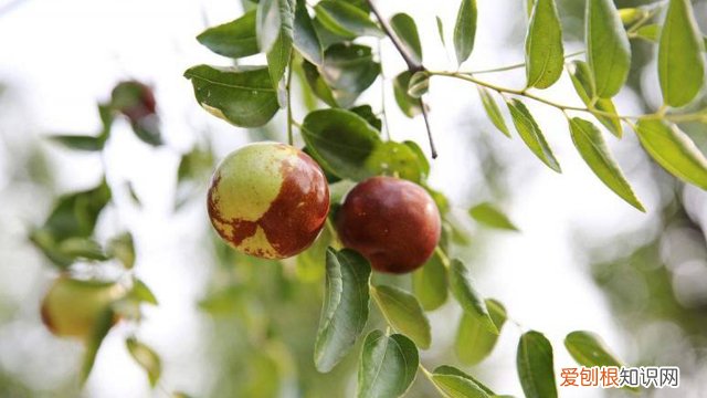 枣树怎么种植所有竞赛场馆已验收 枣树怎么种植