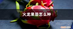 火龙果苗怎么种植 火龙果苗怎么种