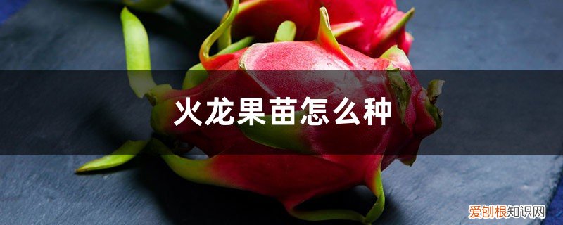 火龙果苗怎么种植 火龙果苗怎么种