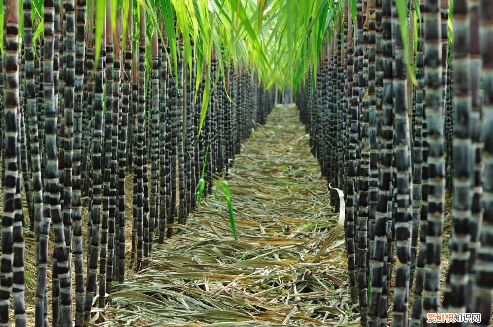 脆皮甘蔗怎么种植 甘蔗怎么种植