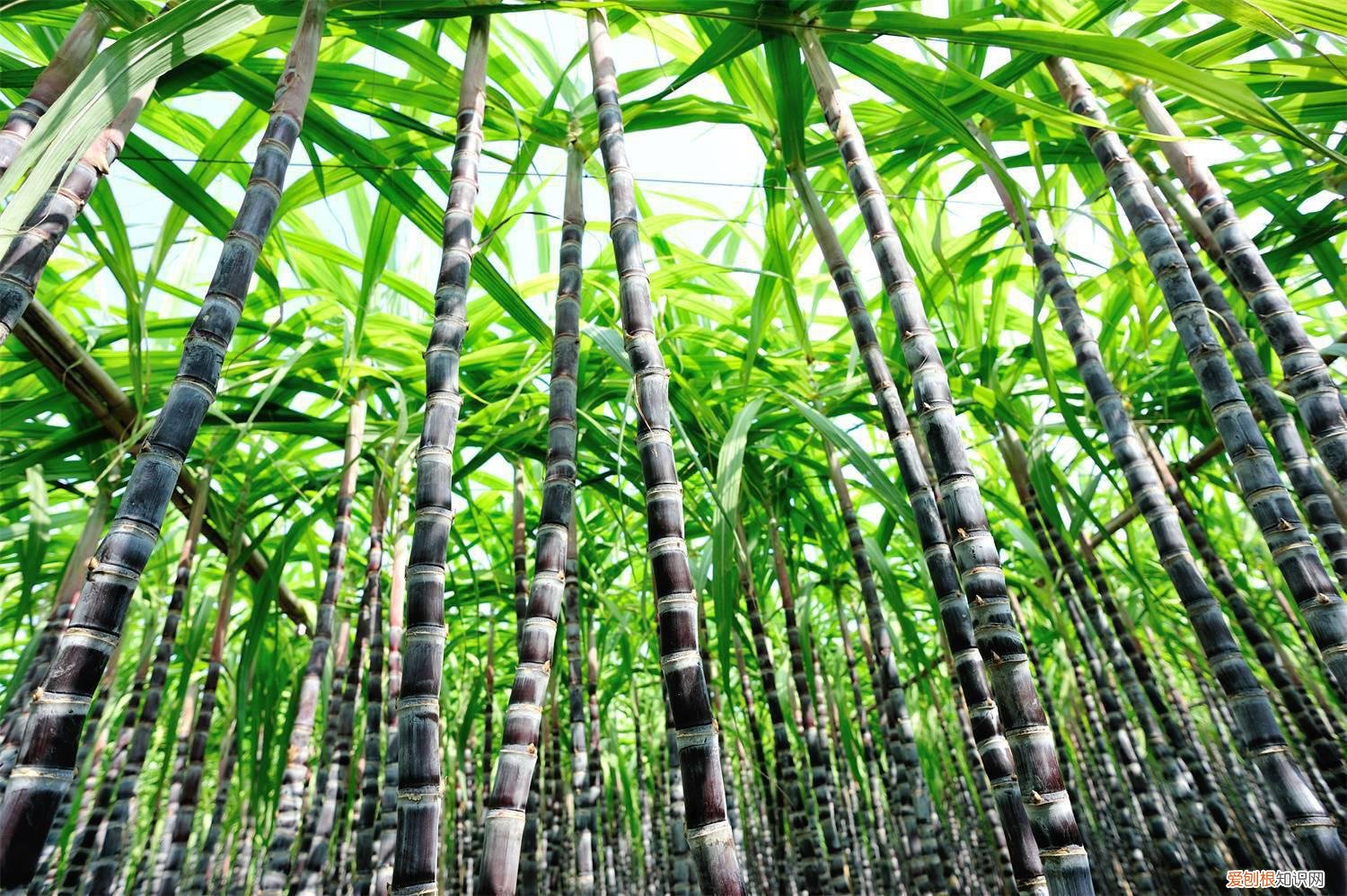 脆皮甘蔗怎么种植 甘蔗怎么种植