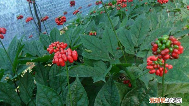 人参怎么种植方法花盆 人参怎么种