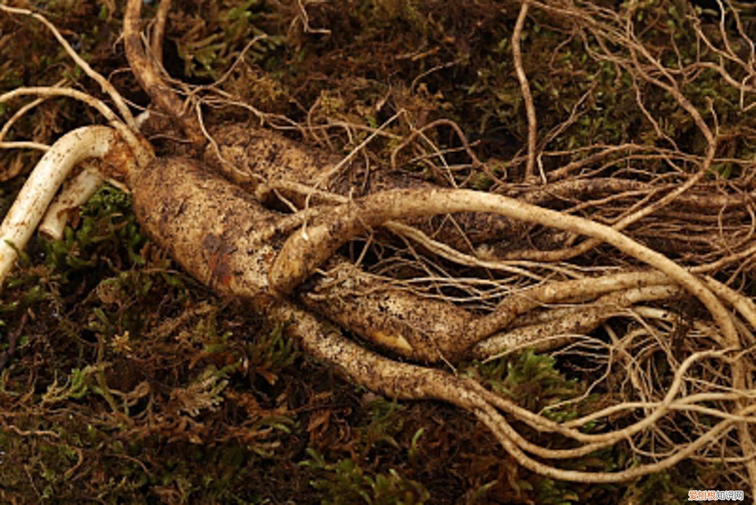 人参怎么种植方法花盆 人参怎么种