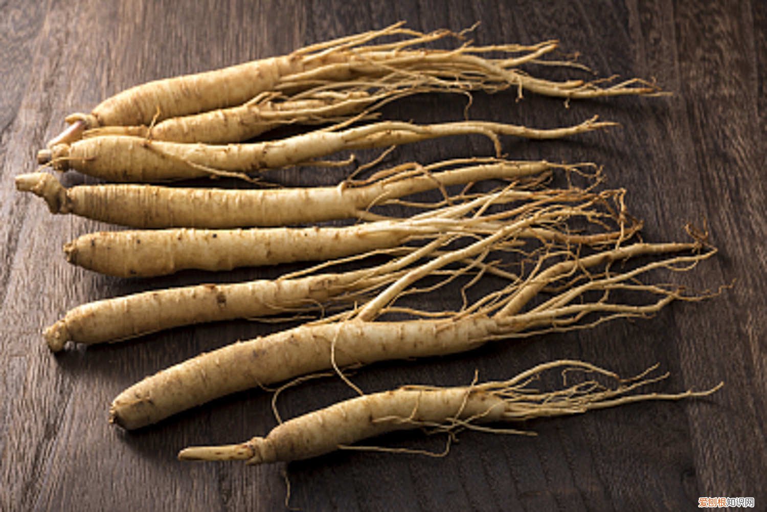 人参怎么种植方法花盆 人参怎么种