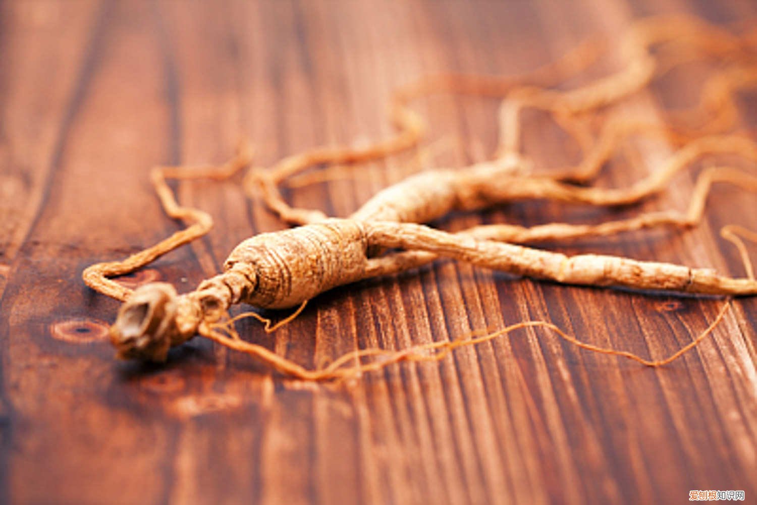 人参怎么种植方法花盆 人参怎么种