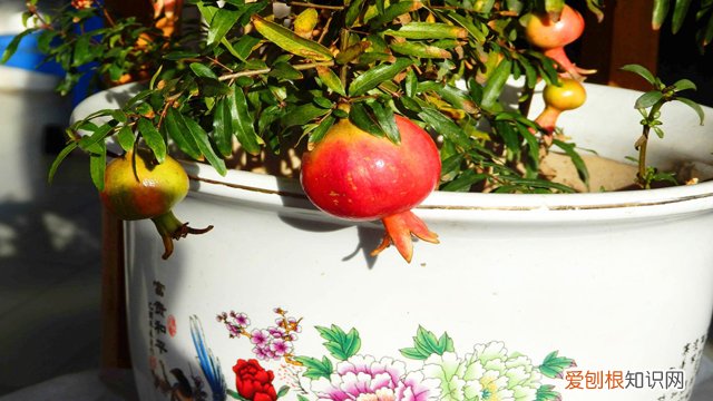 石榴怎么种植和养护 石榴怎么种植