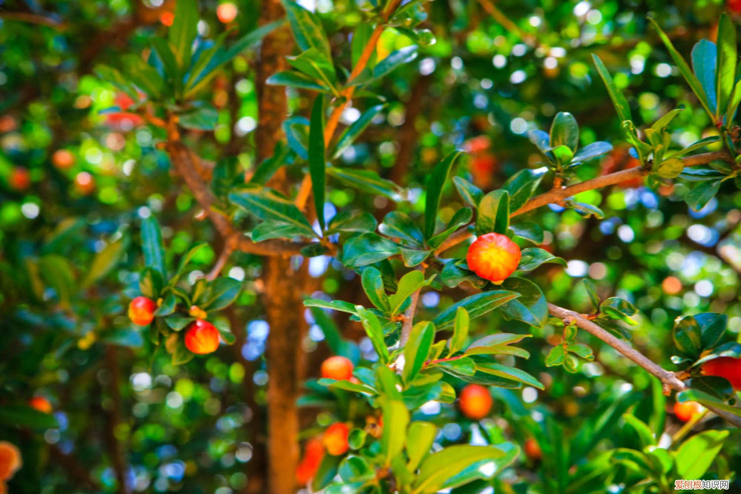 石榴怎么种植和养护 石榴怎么种植