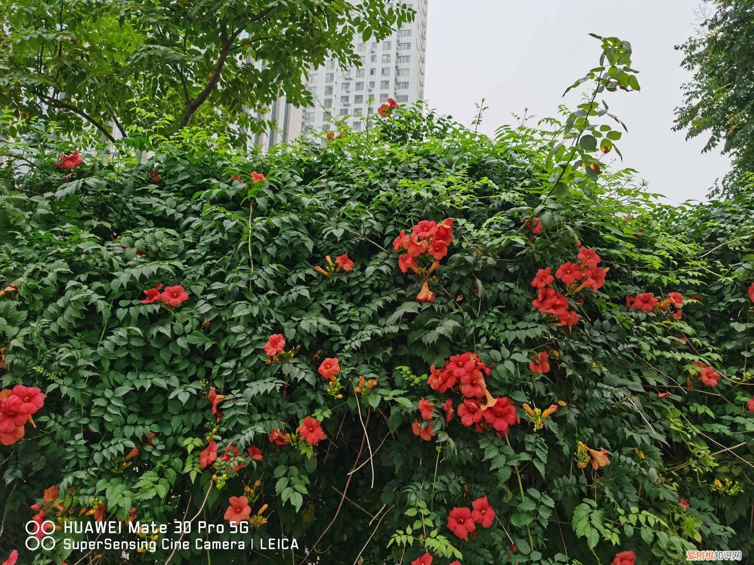 凌霄花是否可以扦插栽培成活 凌霄花如何扦插繁殖，扦插方法和时间