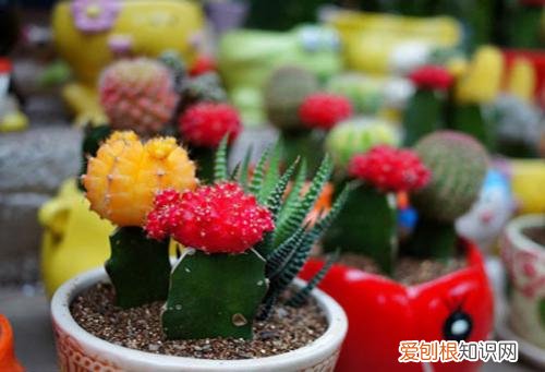 仙人球怎么浇水冬季仙人球怎么种植