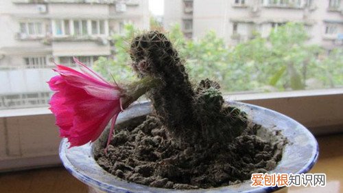 仙人球怎么浇水冬季仙人球怎么种植