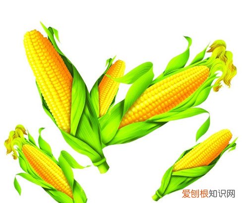 玉米营养价值及功效揭秘新鲜的玉米怎么炒好吃