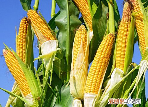 玉米营养价值及功效揭秘新鲜的玉米怎么炒好吃