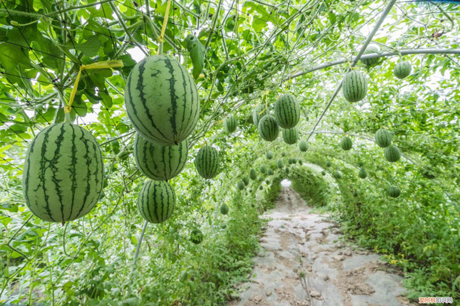 木筏求生西瓜种子怎么种 西瓜种子怎么种