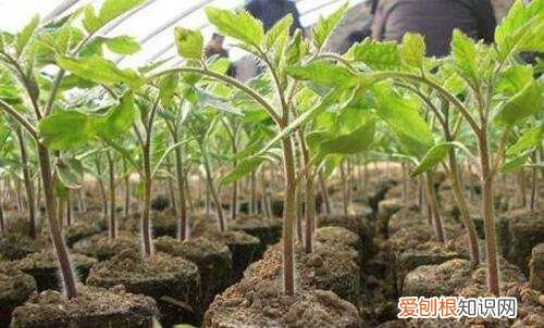 番茄种植技术大揭秘西红柿浇水的正确方法