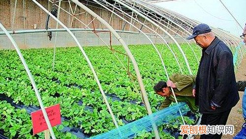 番茄种植技术大揭秘西红柿浇水的正确方法