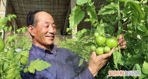 番茄种植技术大揭秘西红柿浇水的正确方法