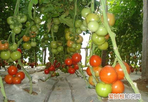 番茄种植技术大揭秘西红柿浇水的正确方法