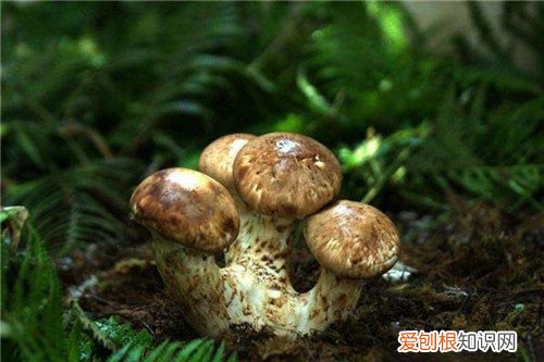 松茸的做法松茸怎么做更好吃