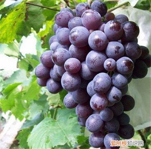 玫瑰香葡萄的功效 千万不要把牛奶和葡萄混在一起吃