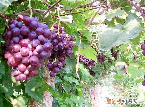 玫瑰香葡萄的功效 千万不要把牛奶和葡萄混在一起吃