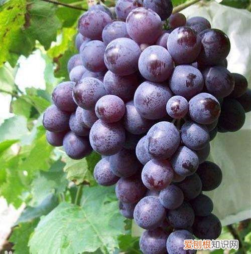 玫瑰香葡萄的功效 千万不要把牛奶和葡萄混在一起吃