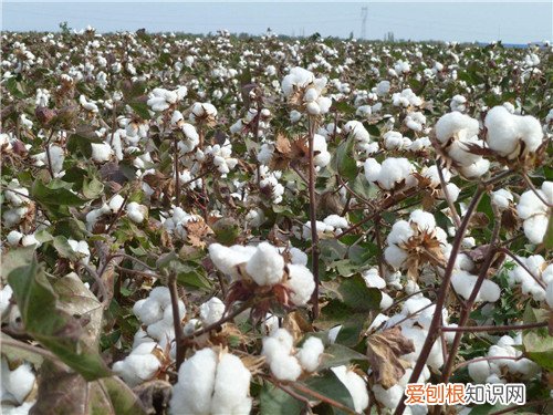 新疆棉花产地在哪里 新疆棉和内地棉有什么不一样