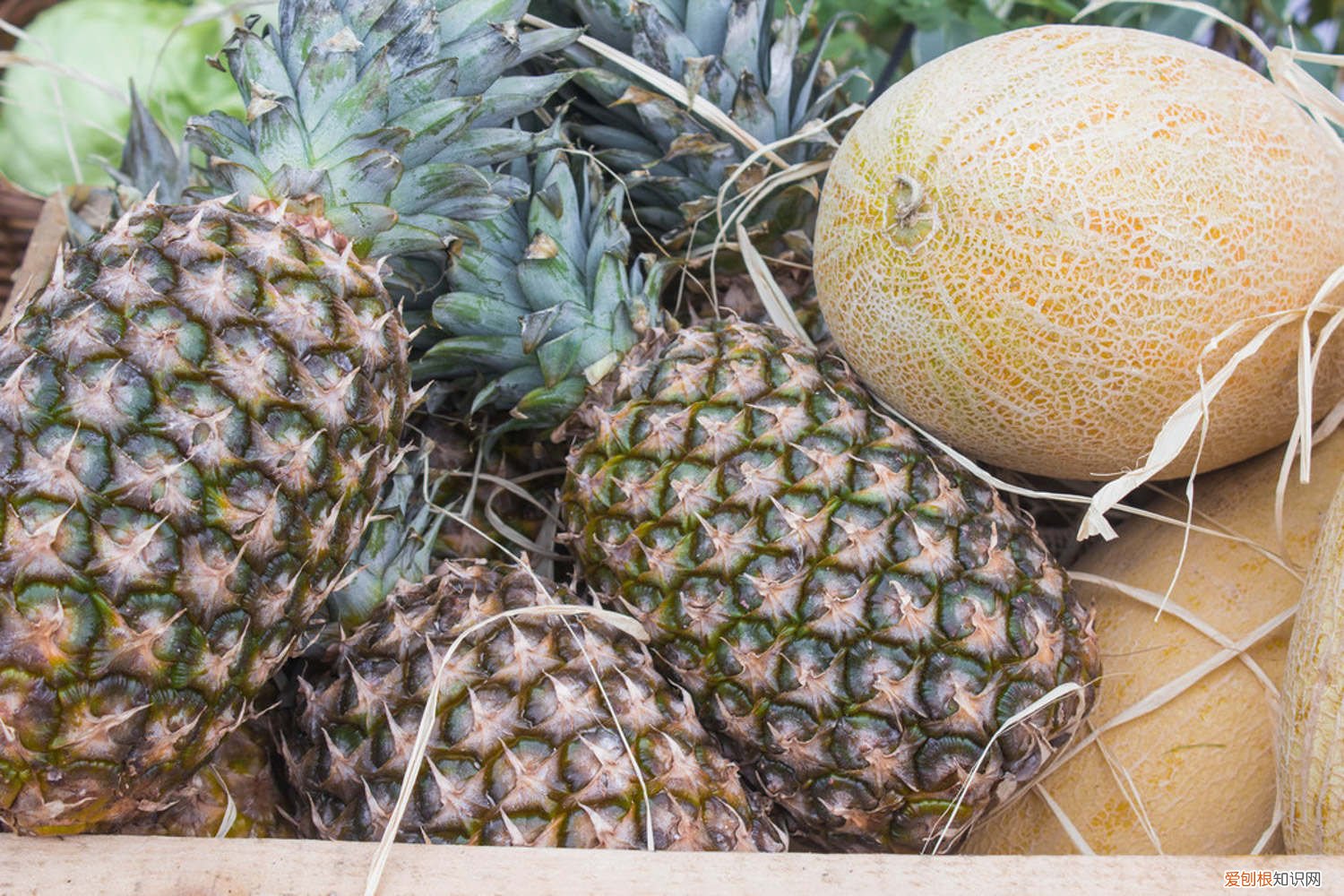 菠萝怎么种植能高产 菠萝怎么种植