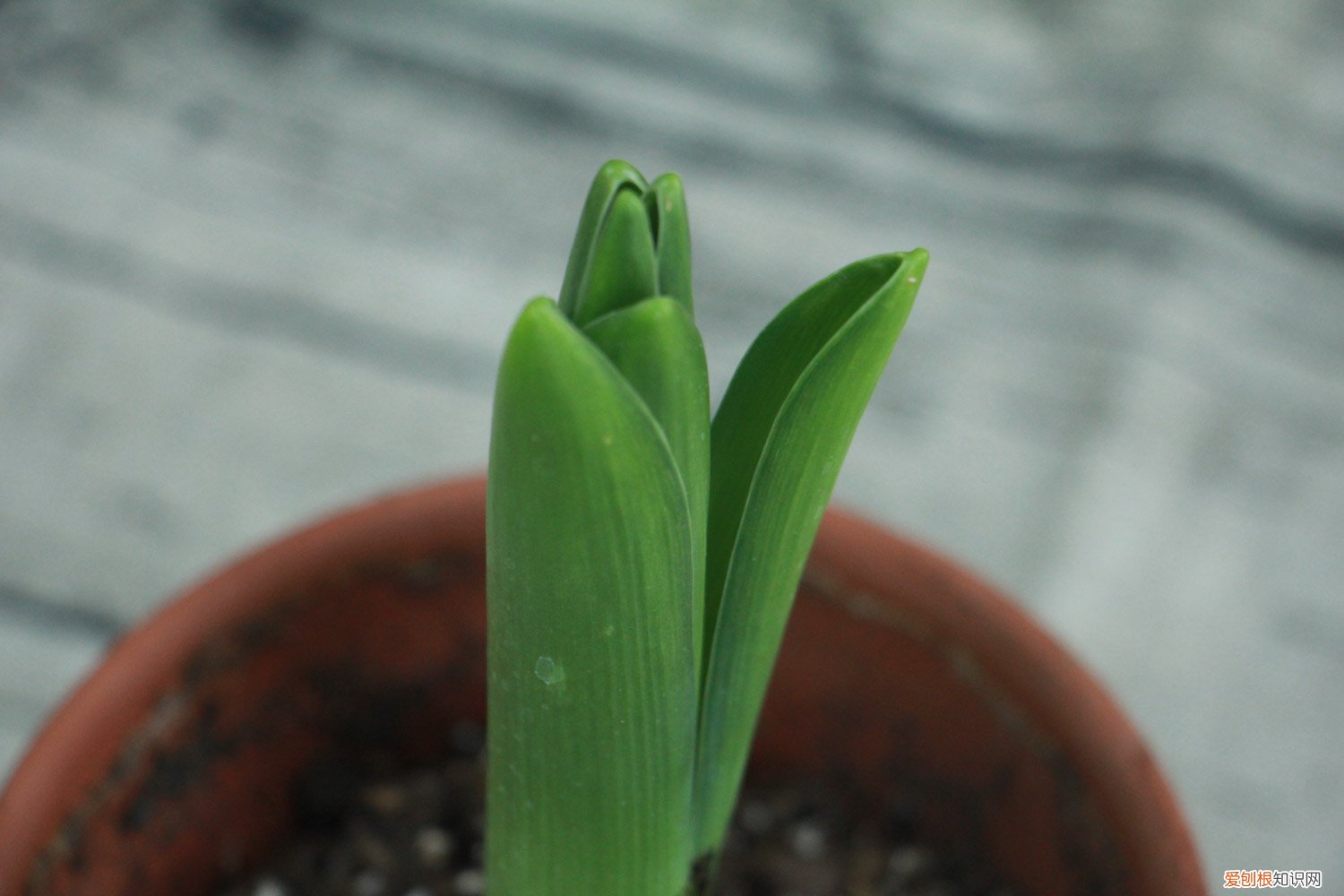 风信子怎么种植 风信子怎么种