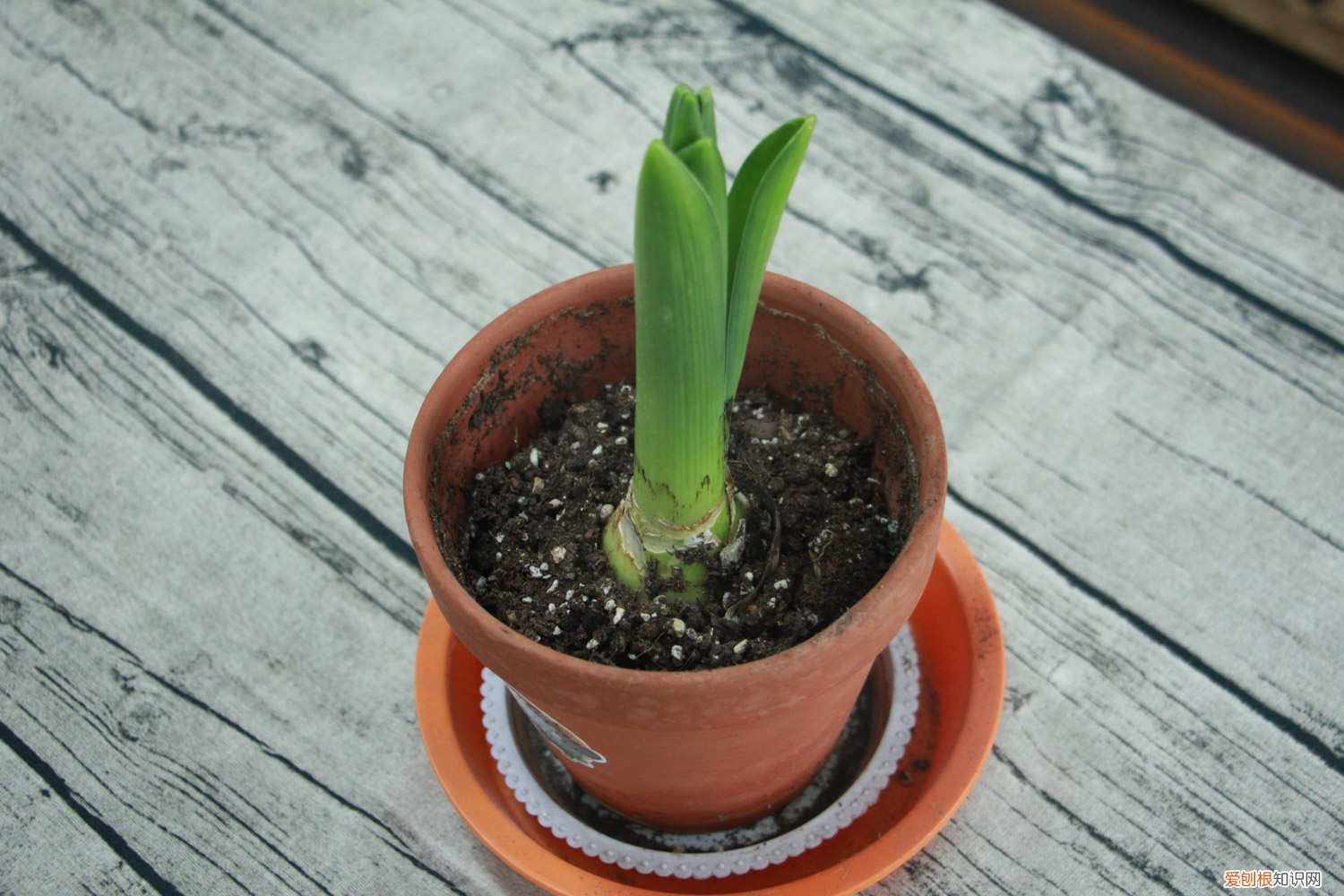 风信子怎么种植 风信子怎么种