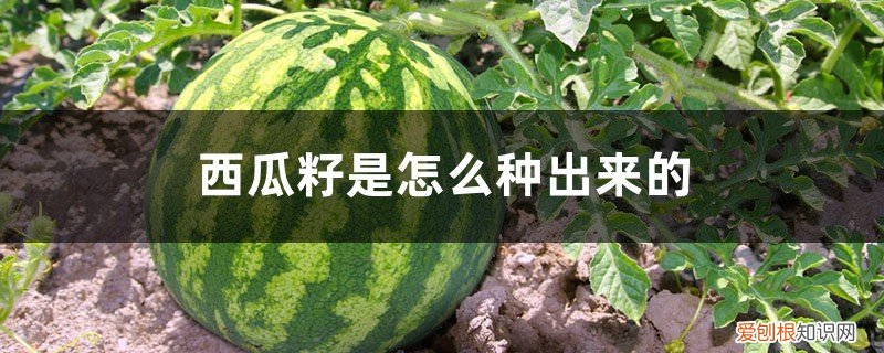 西瓜的籽该怎么种 西瓜籽是怎么种出来的