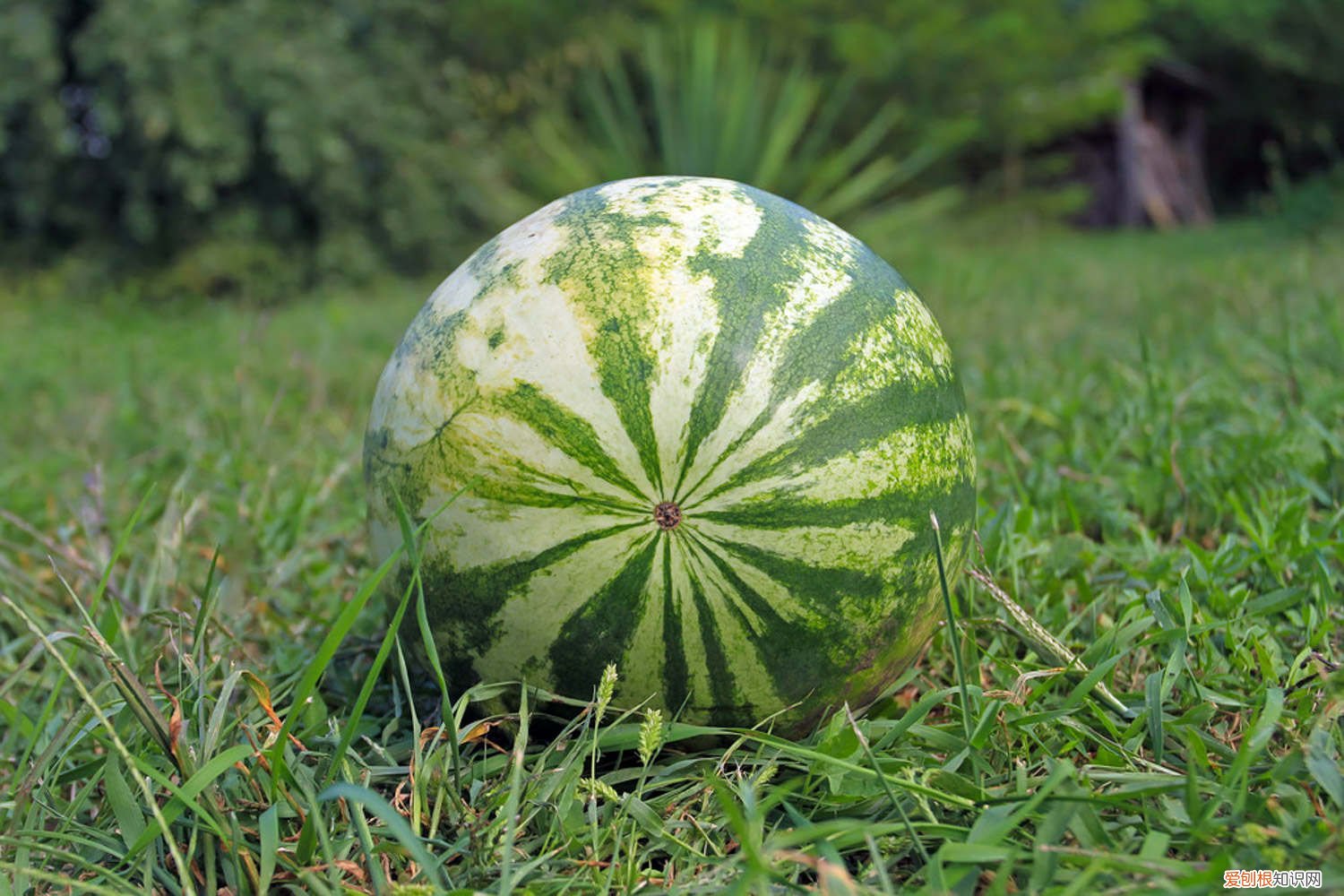 西瓜的籽该怎么种 西瓜籽是怎么种出来的